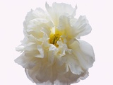 White Peony Flower
