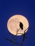 Full Moon over Raven in Tree