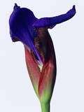Purple Iris Flower Blooming