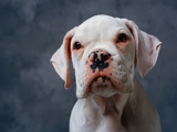 Face of Dog