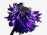 Dying Purple Flower
