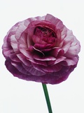 Purple Ranunculus Flower