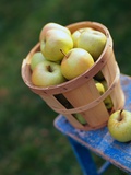 Apples in Bucket