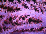 Purple Soft Coral