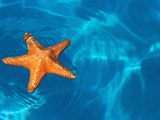 Starfish Floating on the Surface of the Ocean