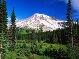 Mount Rainier Beyond Forest