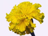 Yellow Carnation