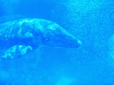 Young Gray Whale