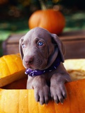 Weimaraner Puppy Inside Pumpkin