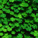 Green Clovers