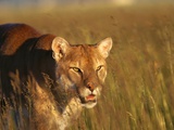 Mountain Lion Roaming in Field