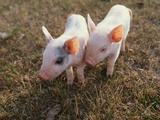 Piglets Standing Together