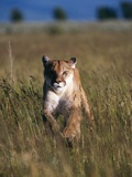 Mountain Lion Running in Field