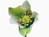 White Flower with Magenta Spots