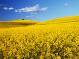 Canola Field in Bloom