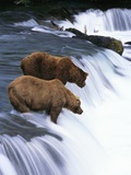 Brown Bears Fishing at Brooks Falls