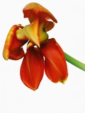 Red and Orange Orchid