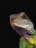 Green Water Dragon