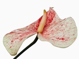 Speckled Pink and White Flower