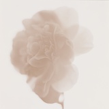 White Camellia in Bloom