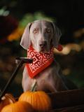 Weimaraner Wearing a Red Bandana