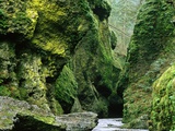 Moss Coating Oneonta Gorge
