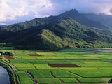 Taro Fields in Valley on Kauai