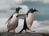 Two Gentoo Penguins