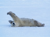 Polar Bear Stretching