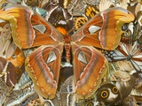 Atlas Moth Above Other Moths and Butterflies