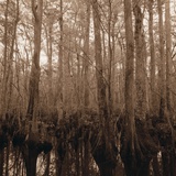 Trees in Swamp Garden