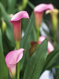 Pink Calla Lily Flowers
