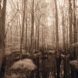 Trees Rising Above Swamp