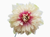 White and Pink Dahlia