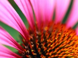 Petals and Stamens of Purple Coneflower