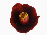 Dark Red Poppy