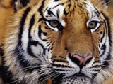 Face of Bengal Tiger