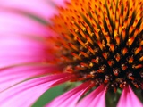 Close-up of Purple Coneflower