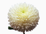 White Chrysanthemums