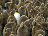 Adult King Penguin with Group of Juveniles