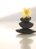 Flower Balancing on Rocks