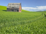 Barn and Vehicle Tracks in Wheat Field in Idaho