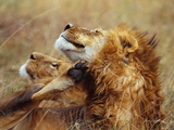 Lion Scratching Neck with Paw