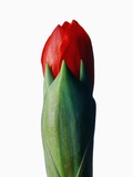 Red Gladiolus Bud