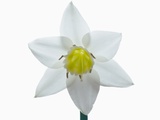 White Flower with Yellow Center