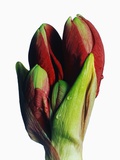 Red and Green Gladiolus Buds