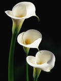 Three White Calla Lilies