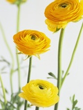 Yellow Ranunculus