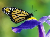 Monarch Butterfly on a Dutch Iris
