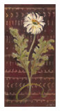 African Daisy I